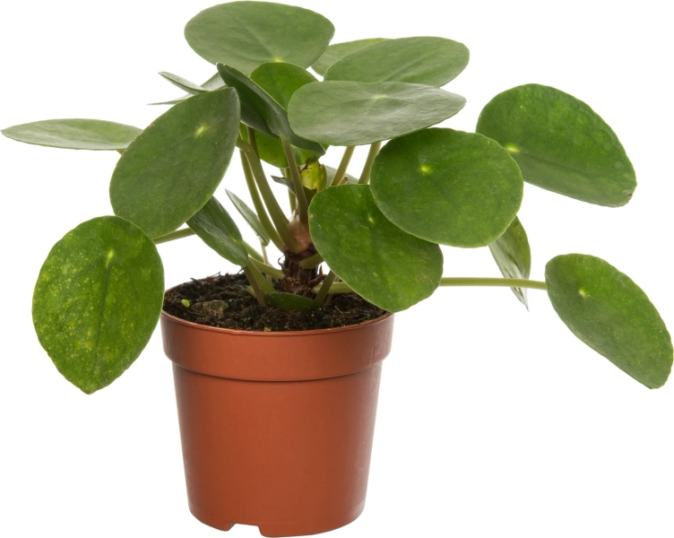 Pancake plant (Pilea peperomioides) D 7 H 15 cm