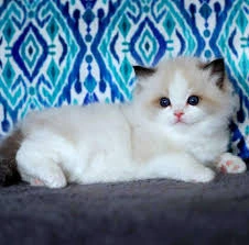 Ragdoll cat 