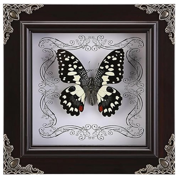 Real Butterfly Framed Handmade, Real Butterfly Specimen Shadow Box Collection, Framed Butterfly Taxidermy for Wall Art Decoration (I_Dharma Phoenix Butterfly)
