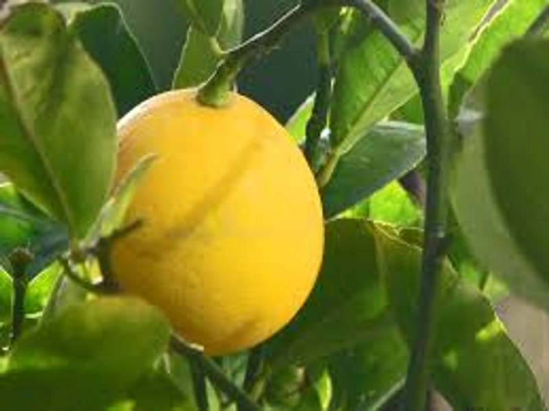 Citrus Lemon Tree 'Meyer' 8" Pot
