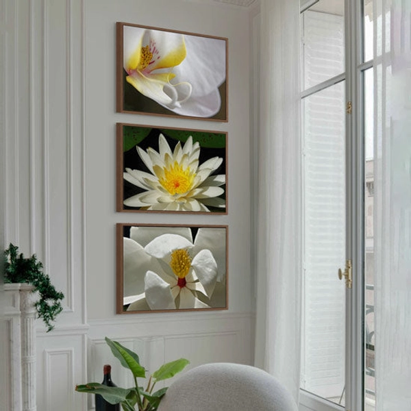 The White Collection