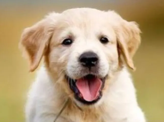 Good Puppy!🩷❤️