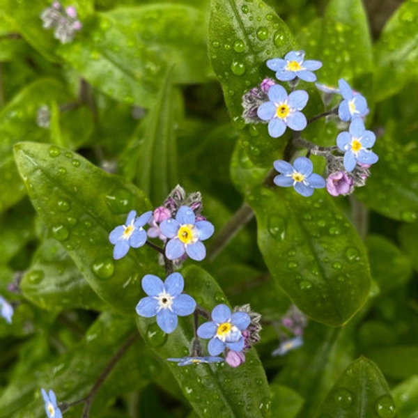 No me olvides | Semillas