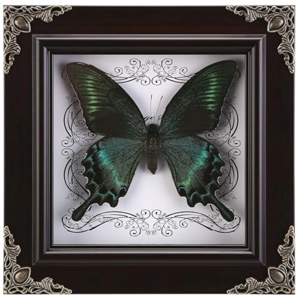 Real Butterfly Framed Handmade, Taxidermy Butterfly Shadow Box Collection, Framed Butterfly Taxidermy for Gothic Home Decor (A_Green-Banded Queen Butterfly)