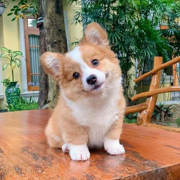 I want a corgi 🐶✨