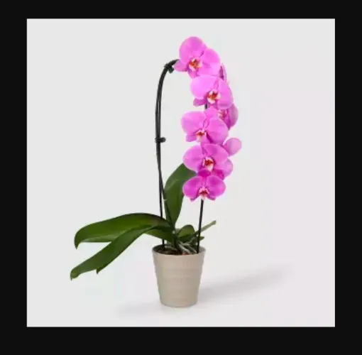 Buy Me Flowers / House Plant