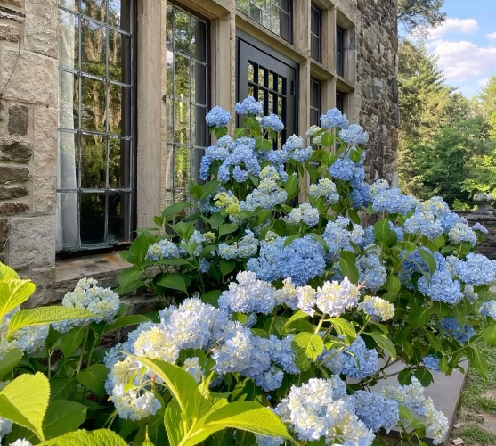 hydrangeas  ˚ʚ♡ɞ