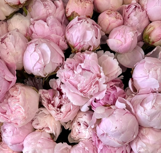 peonies  (my angel #) ♥︎