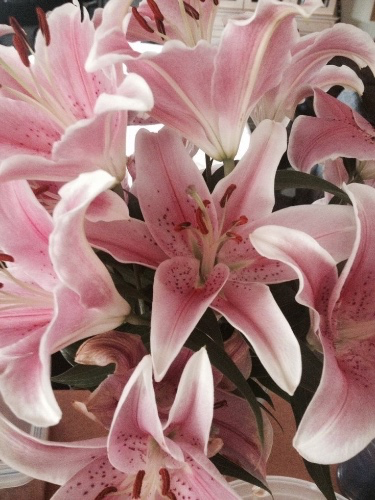 lillie’s 𝜗𝜚⋆₊˚