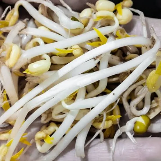 1 bean sprout for Veridis