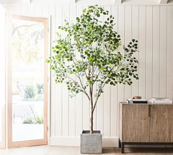 Faux Shady Lady Olive Tree | Pottery Barn