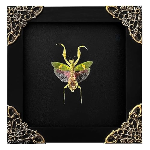 VINADECOR Real Green Mantis Black Wooden Frame Shadow Box Dried Beetle Vietnam Insect Lover Taxidermy Dead Bug Oddity Specimen Display Wall Decoration K12-62-DE