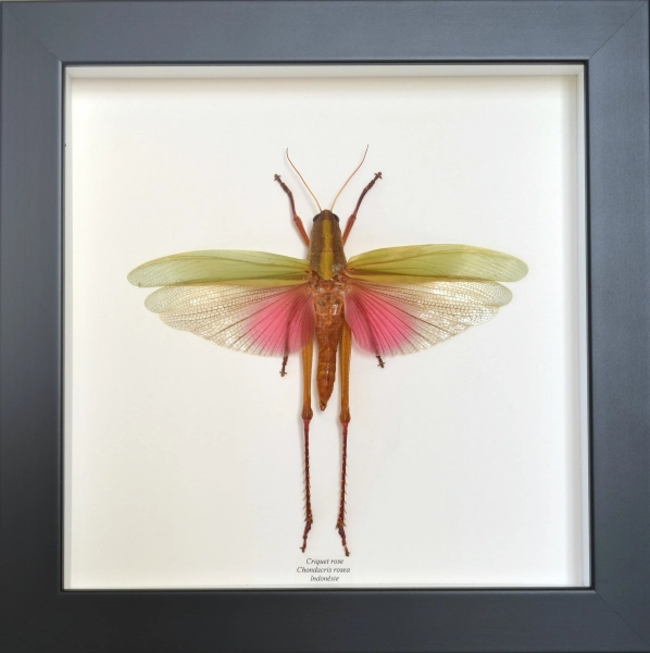 Genuine female giant locust Chondacris rosea from Indonesia from sustainable breeding. Wingspan 154 mm. Small imperfections, bargain price.