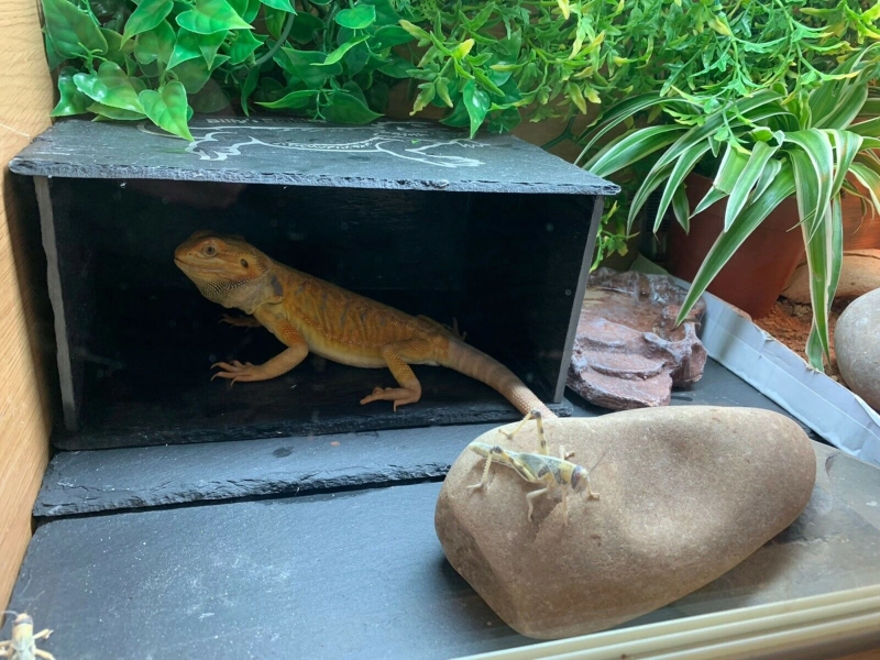 large personalised engraved slate hide out basking lizard geko dragon tortoise