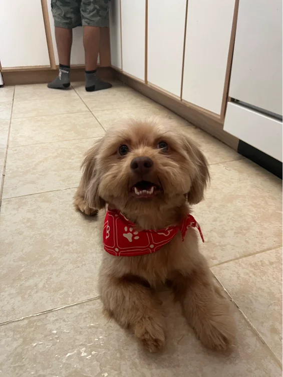 Funds for my dog