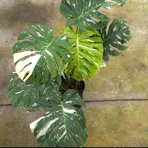 Monstera Thai Constellation House Plants SALE  | Variegated Thai Constellation Monstera Starter Plant | Fully Rooted Monstera Plant | Albo