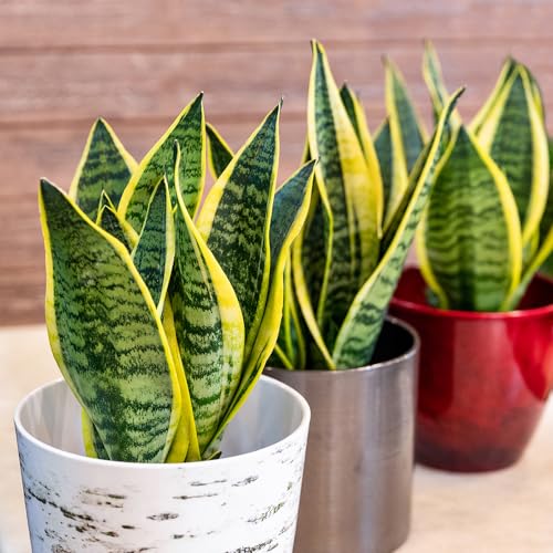 YouGarden Snake Plant 'Golden Flame', Sansevieria, Indoor Potted Plant in 17cm Pot, Established House Plant and Air Purifying Plant - Snake Plant