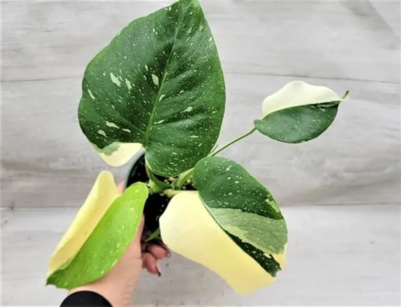 Monstera Thai Constellation Variegated,Monstera Deliciosa Thai Constellation Live Rare Houseplants All Plants are Fully Rooted Plants in 3 inch Pot by 3exoticgreen