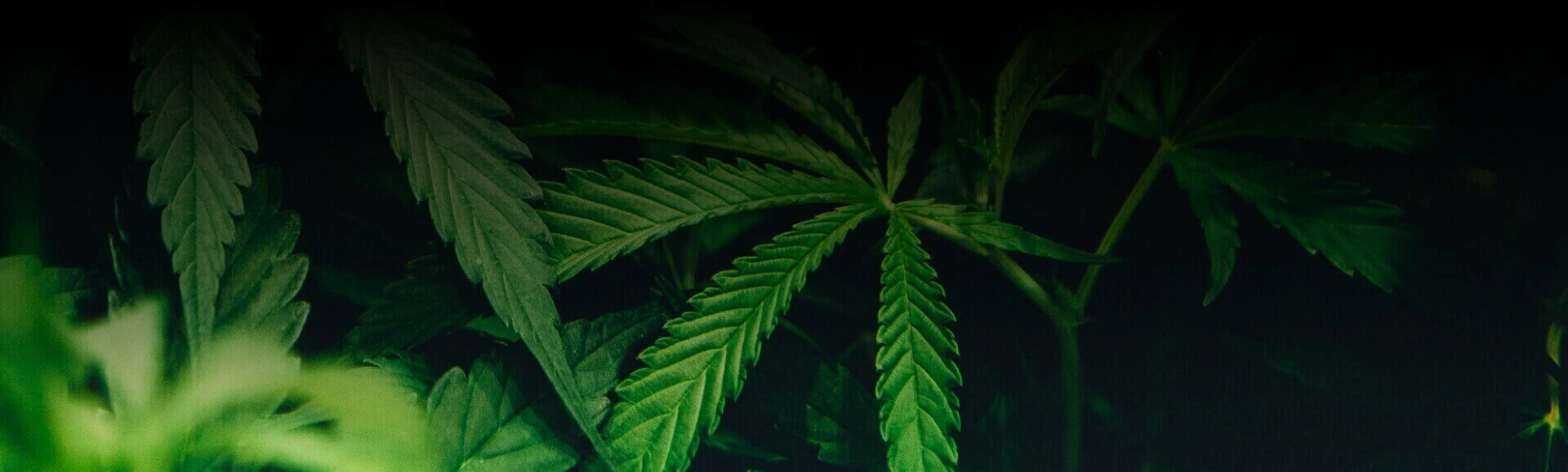 100 % Reinvestitionen