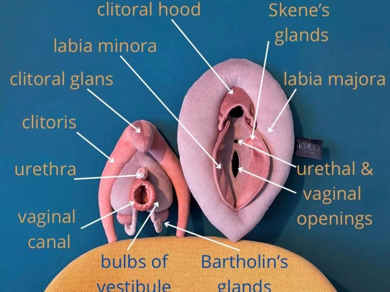 VULVA DELUXE model, vulva anatomy set with detachable clitoris, skene’s and bartholin’s glands, sex education gadget in shades of pink