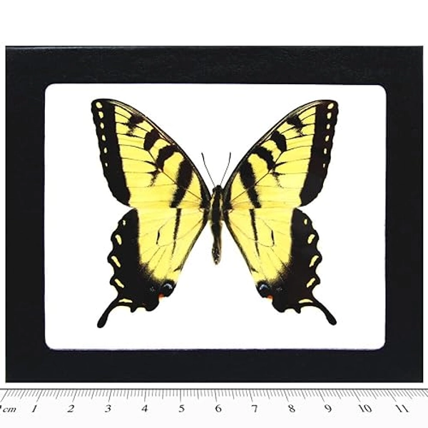 BicBugs P. glaucus male yellow black butterfly Indiana