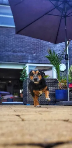 Birthdaypresent for Lola