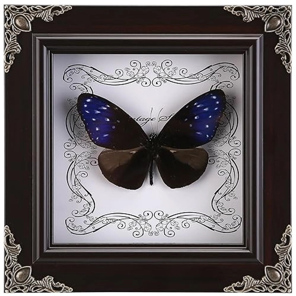 Real Butterfly Framed Handmade, Butterfly Display Shadow Box Collection, Framed Butterfly Taxidermy for Wall Art Decoration (J_Blue-Spotted Violet Butterfly)