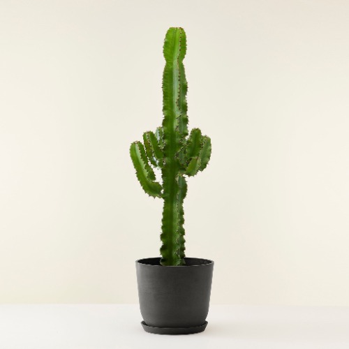 Cactus Euphorbia | Ecopots Noir