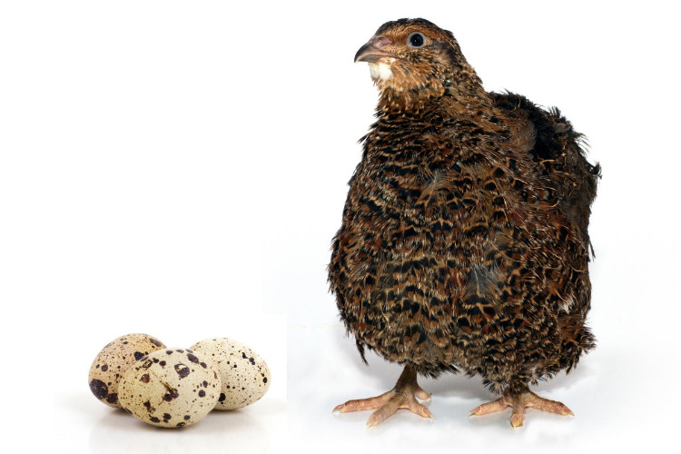 24 Fresh Quail Eggs | Default Title