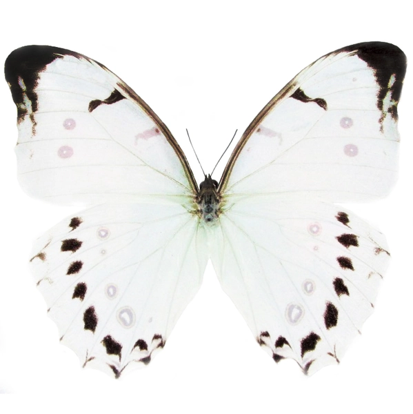 Morpho Luna Butterfly 