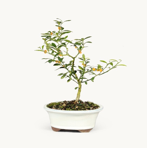 Kinzu Orange | Plant