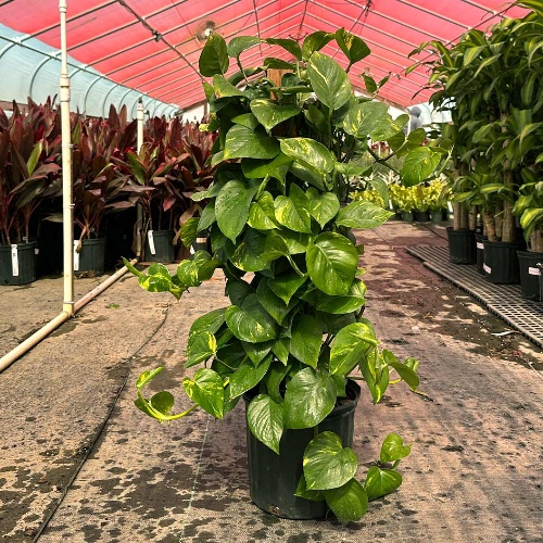 Golden Pothos Totem | Plant