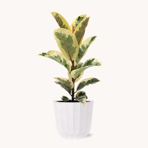 Large Ficus Tineke | Plant