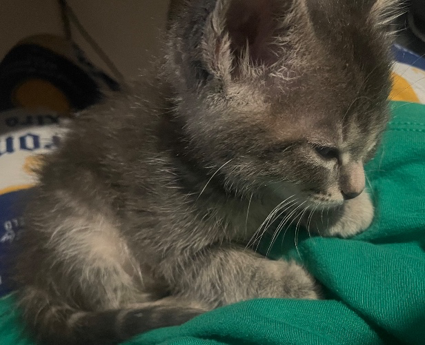 Kitten Vet Bill