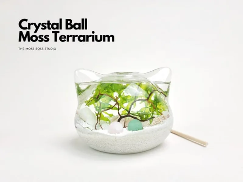 Cat Moss Terrarium