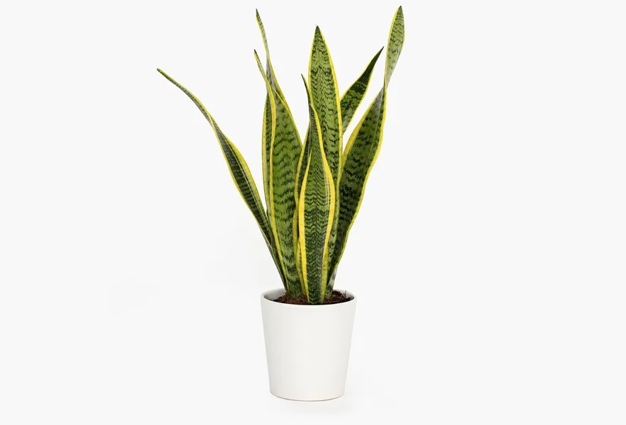Rio Sansevieria by BloomsyBox