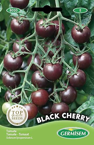 Cherry Pomodoro seeds 20 Semi - Single