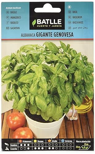 Basil seeds  - Semi Aromatici Basilico Gigante Genovesa (Semi - 20-40Cm) - Single