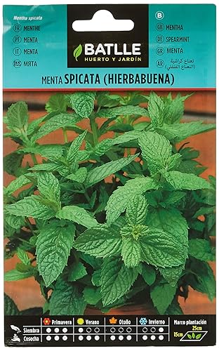Mint seeds Battle - Semi Aromatici Menta Spicata/Romana (Semi - 40-50Cm)