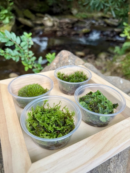 Terrarium moss