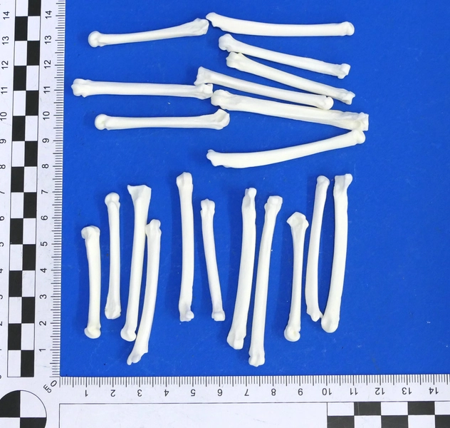 Pack of 10 metatarsal bones, mostly fox