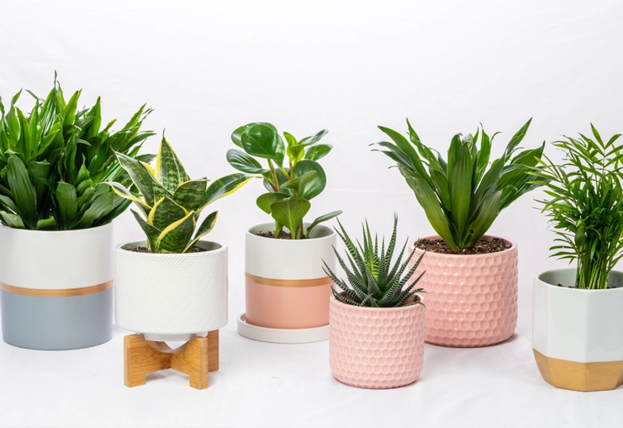 3 Month Plant Subscription
