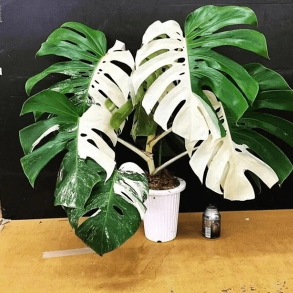 Rare Highly variegated Monstera Deliciosa Albo Half Moon Rooted Nodes Cutting Wet Sticks  FREE Phyto Free Shiping