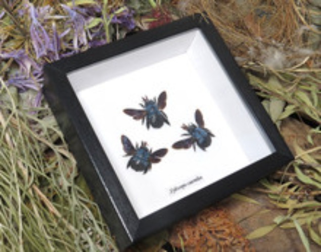 Xylocopa caerulea Bee trio