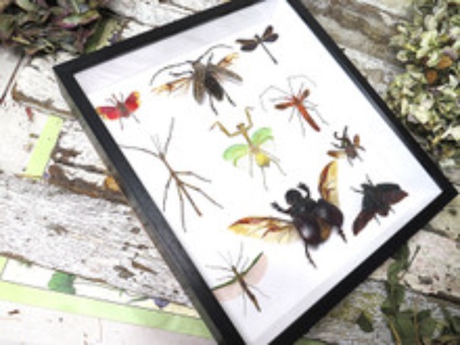 Beetle combination