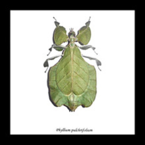 Phyllium pulchrifolium
