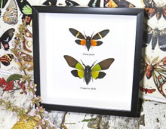 Cicada duo orange label 