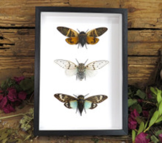 Cicada trio