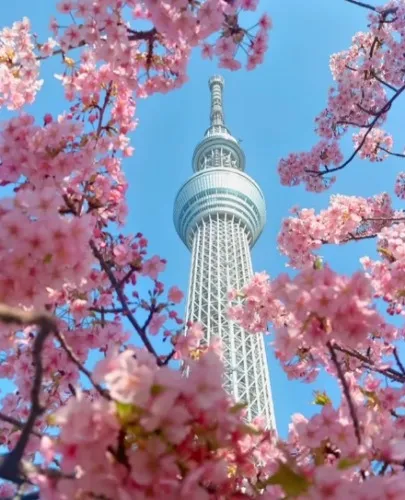 Support my dream Japan trip!