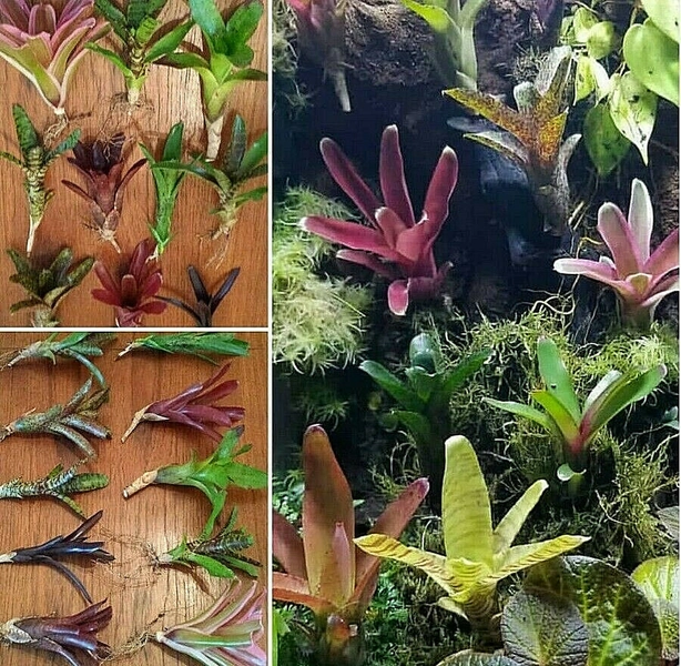 BROMELIAD 5 - 10 Pack Neoregelia Miniature Pups For Vivarium! Each Different Variety!